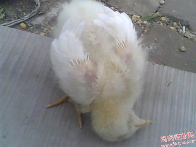 IMG0345A.jpg