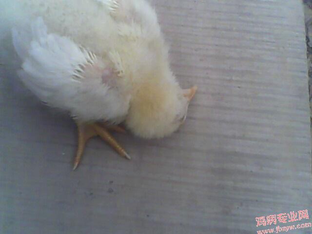 IMG0343A.jpg