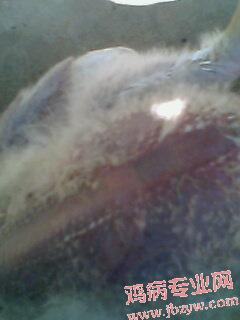 IMG0206A.jpg