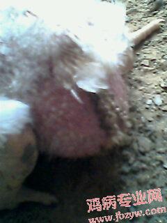 IMG0202A.jpg