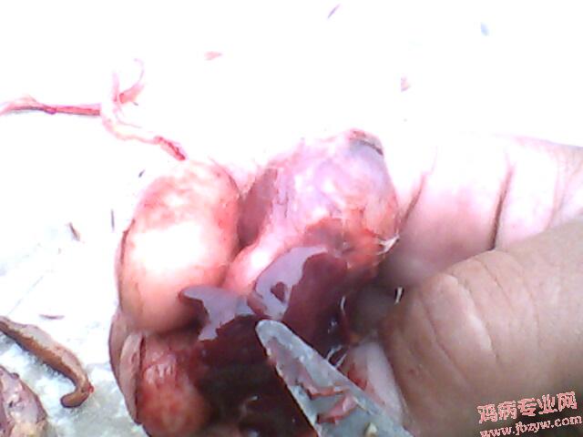 IMG0198A.jpg