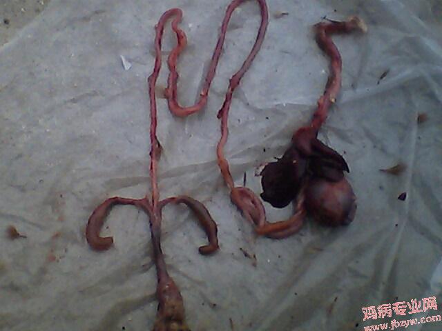 IMG0194A.jpg