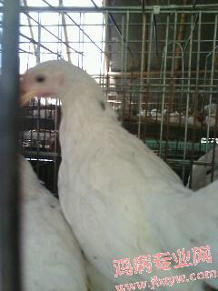 IMG0287A.jpg