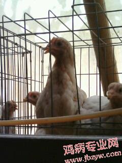 IMG0295A.jpg