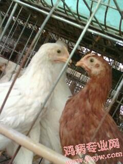 IMG0310A.jpg