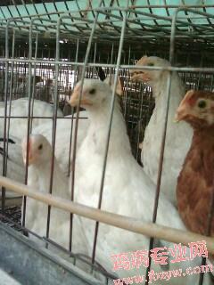 IMG0304A.jpg