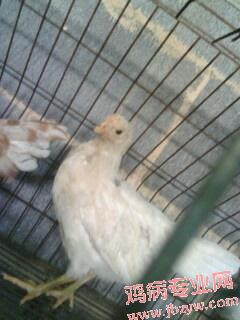 IMG0274A.jpg