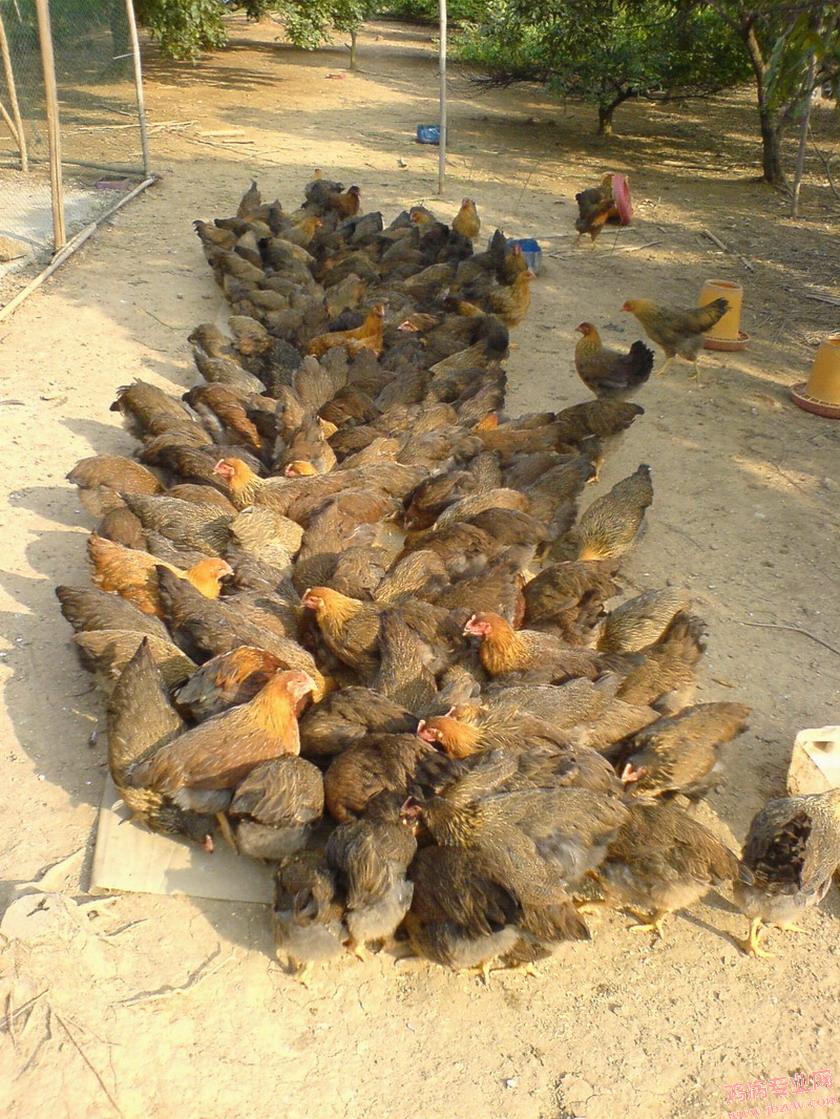 80ķ鼦