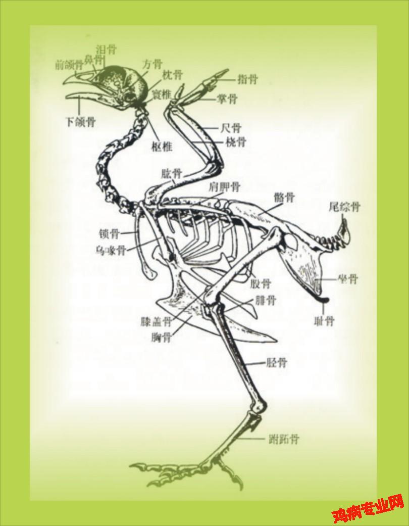 鸡解剖图
