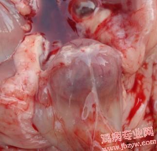 ibd011.jpg