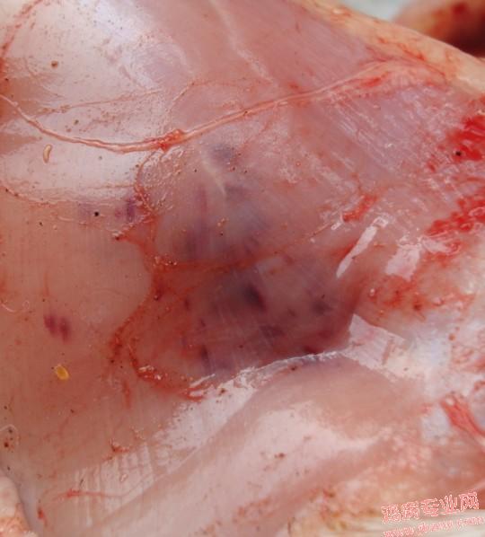 ibd010.jpg