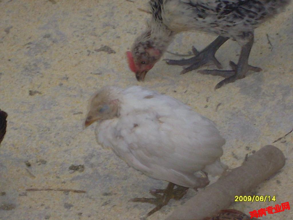 SL370828.JPG