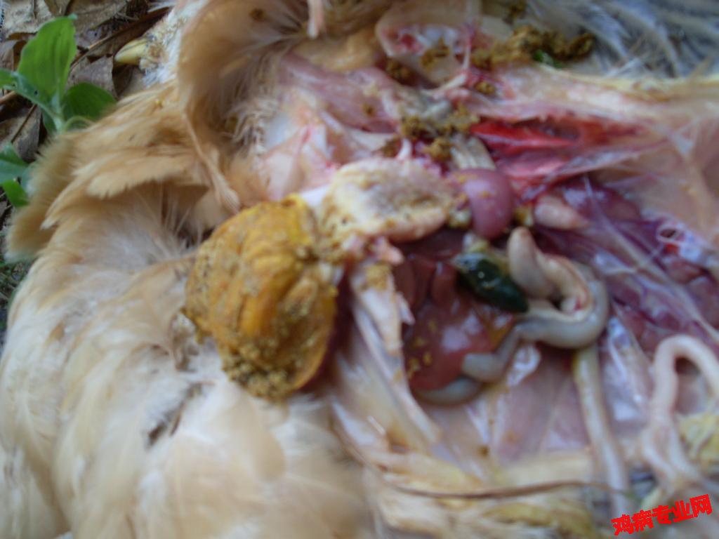 SDC12596.JPG