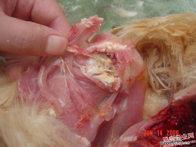 禽白血病 - 鸡病图片资料区 - 鸡病专业网论坛
