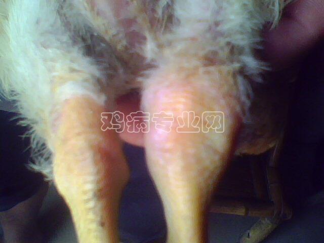 IMG0026A.jpg