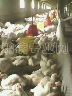 IMG0053A.jpg