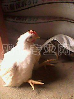 IMG0055A.jpg