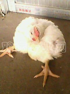 IMG0054A.jpg