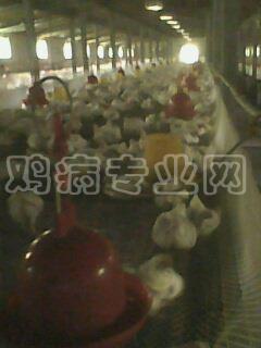IMG0050A.jpg