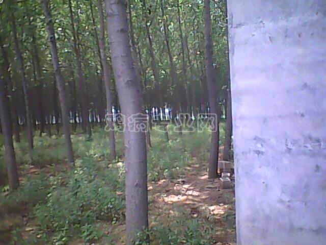 IMG0043A.jpg