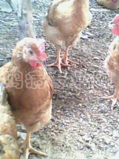 IMG0296A.jpg