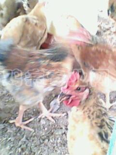 IMG0297A.jpg