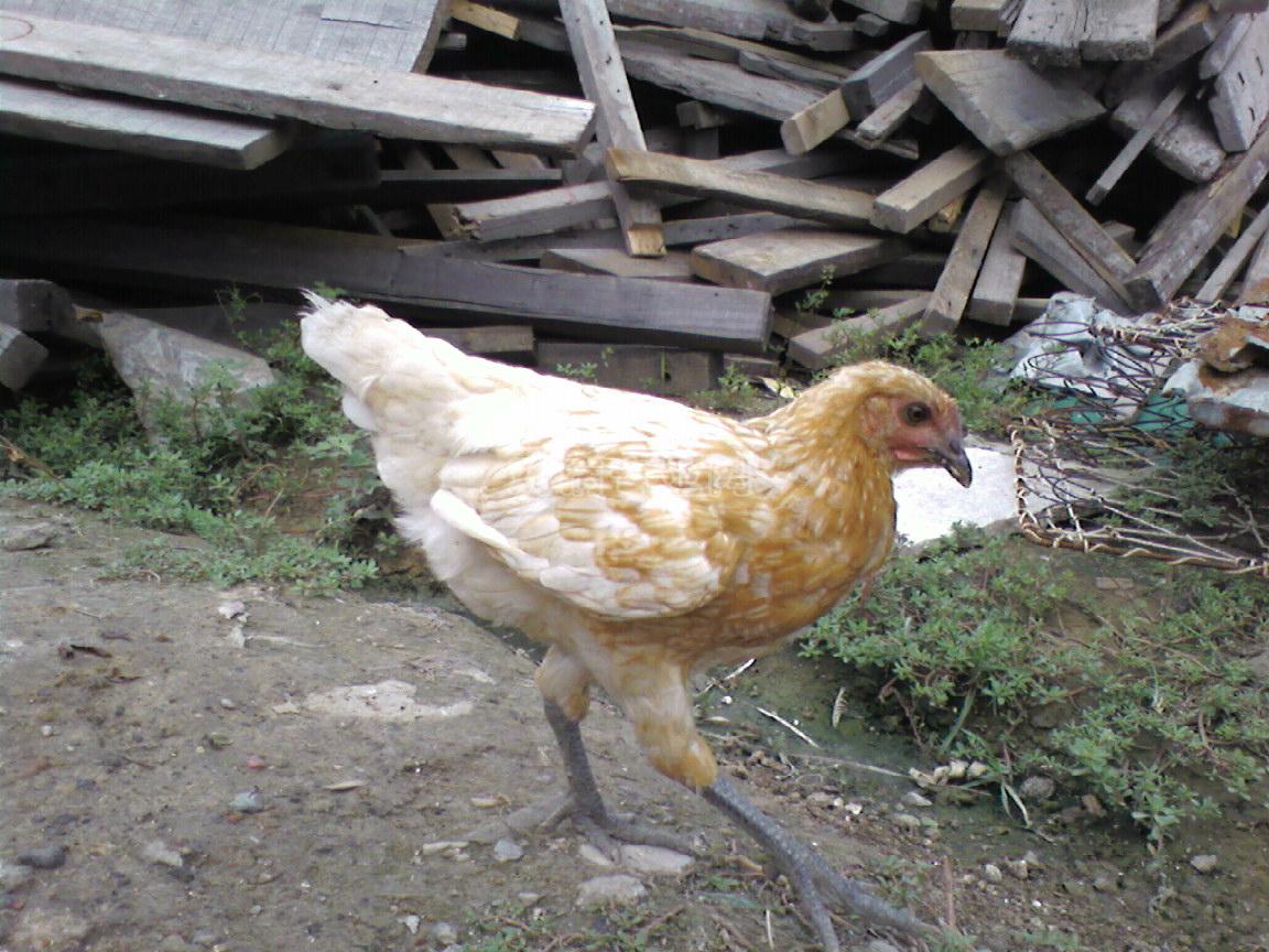 ĸ