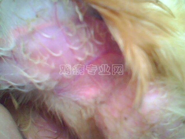 IMG0031A.jpg