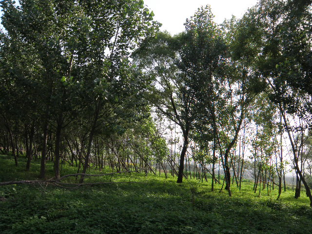 P6200120.JPG
