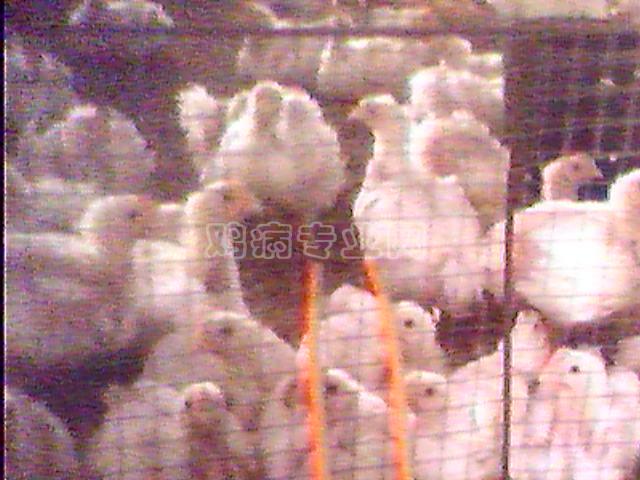 IMG0691A.jpg