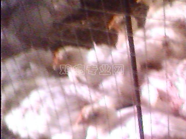 IMG0693A.jpg