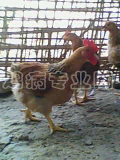 IMG0328A.jpg