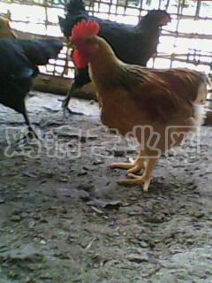 IMG0327A.jpg