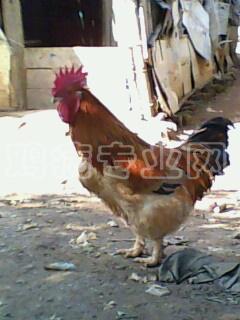 IMG0108A.jpg