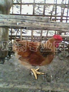 IMG0323A.jpg
