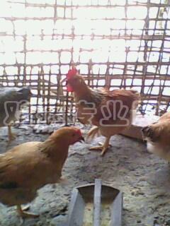 IMG0326A.jpg