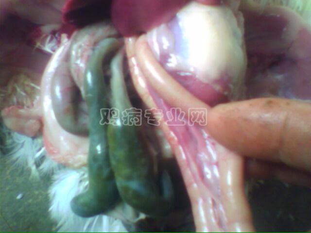 IMG0504A.jpg