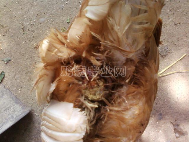 Ƭ-0150.jpg