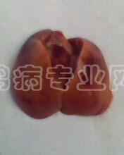 IMG0062A.jpg