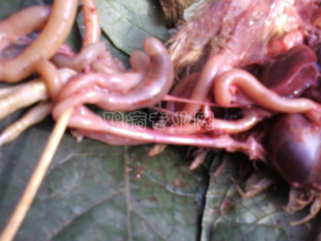 äڱ
