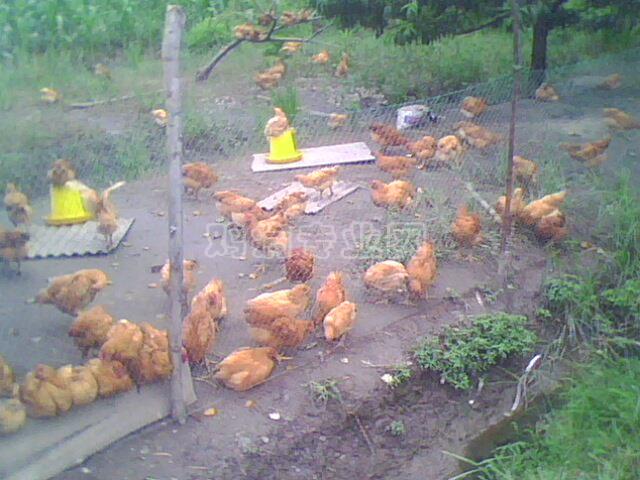 IMG0038A.jpg