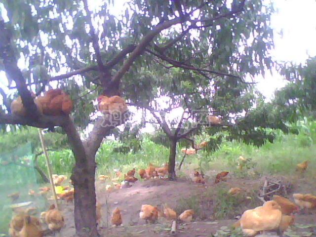 IMG0043A.jpg