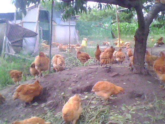 IMG0044A.jpg