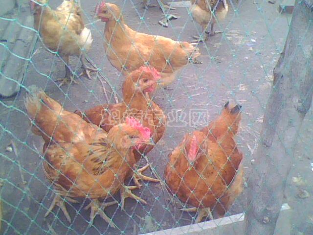 IMG0032A.jpg