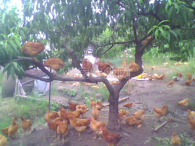 IMG0039A.jpg