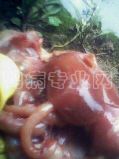 IMG0043A.jpg