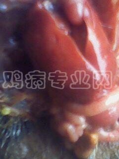 IMG0040A.jpg