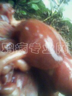 IMG0045A.jpg