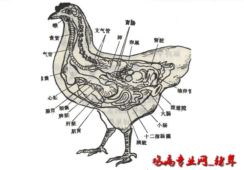 69 鸡病资料与下载 69 鸡病图片资料区 69 禽的解剖生理及禽病