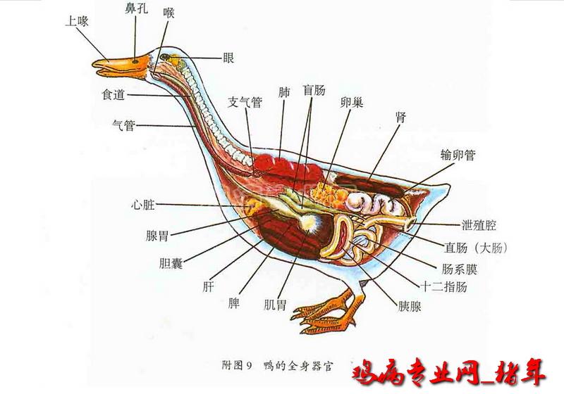禽的解剖生理及禽病的一些基础知识,诊断,防治(98图片)--ppt